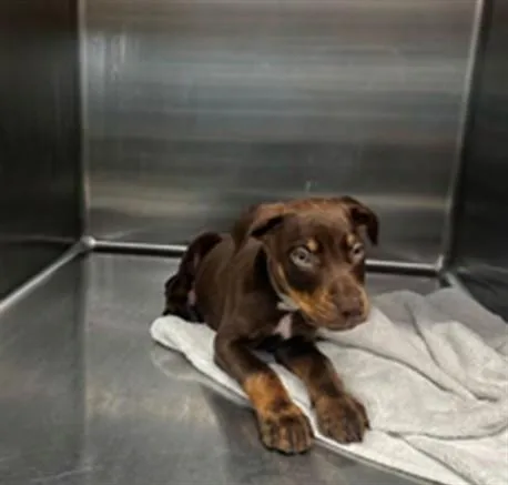 A baby medium-sized male Labrador Retriever dog named Eleven for adoption in Baldwin Park, CA