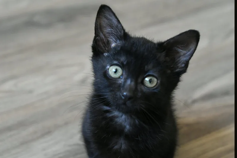 A baby small-sized male American Shorthair cat named Gunner for adoption in Johnstown, NY