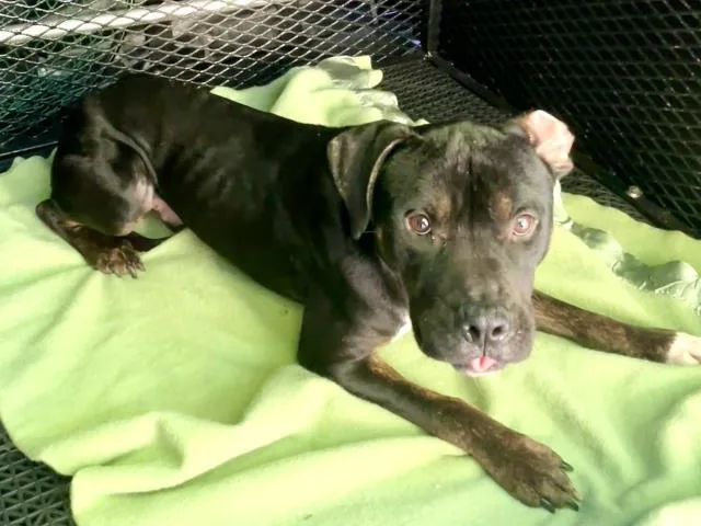 An adult medium-sized male Pit Bull Terrier dog named Boy for adoption in Boston, MA