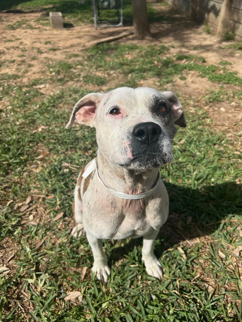 Miss Dolly Dumpling thumbnail 3