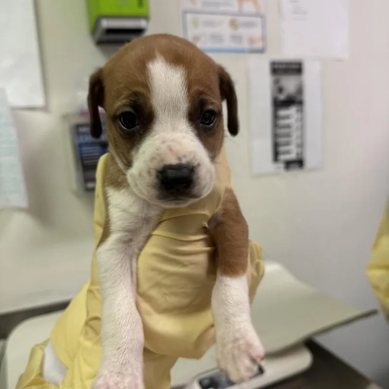 A baby small-sized male Brown / Chocolate Mixed Breed dog named Prince for adoption in Charleston, WV