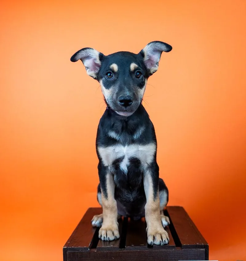 A baby medium-sized female Shepherd dog named 662-26 for adoption in Brighton, CO