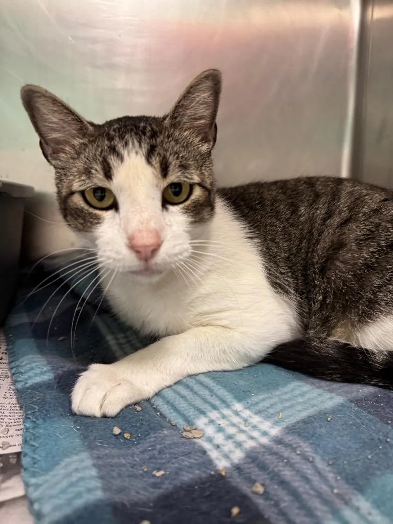 An adult medium-sized male Domestic Short Hair cat named Cirrus for adoption in Belton, TX