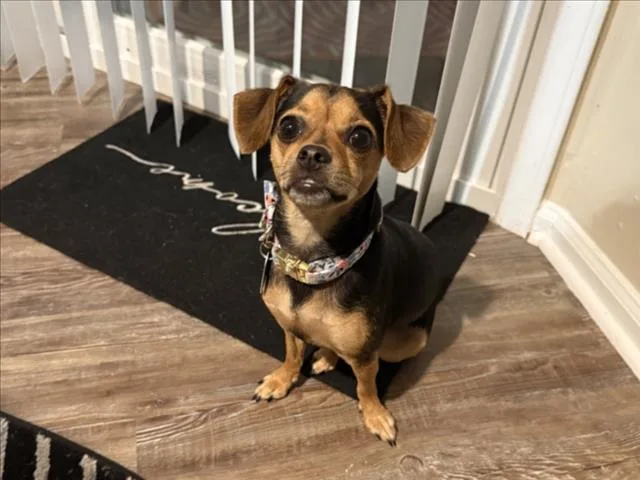 A young small-sized female Chihuahua dog named Bella for adoption in Chapel Hill, NC