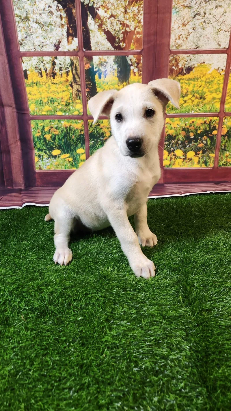 Honey Dg thumbnail 2