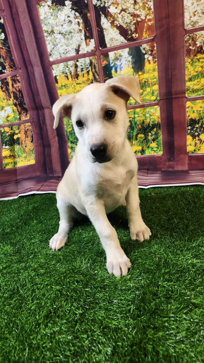 Honey Dg thumbnail 3