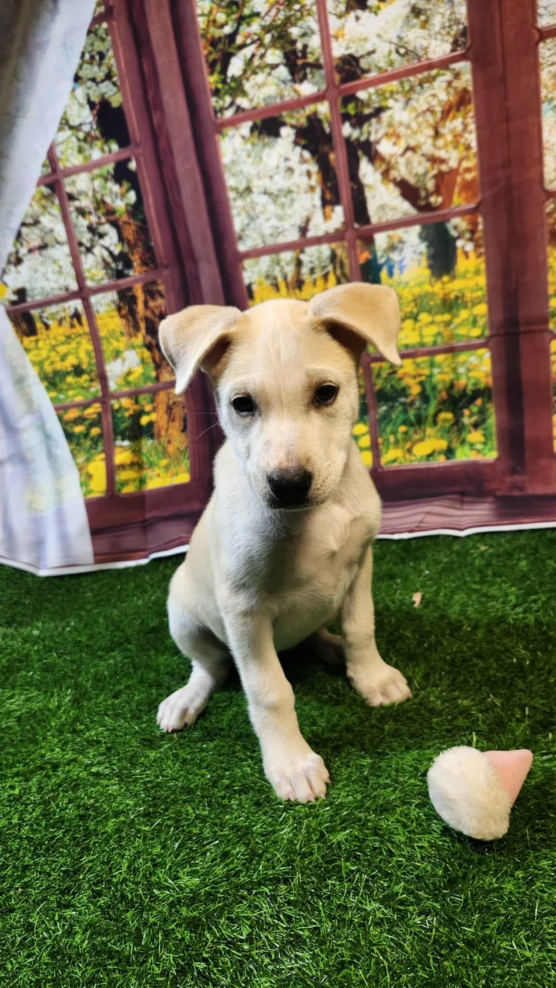 Honey Dg thumbnail 4