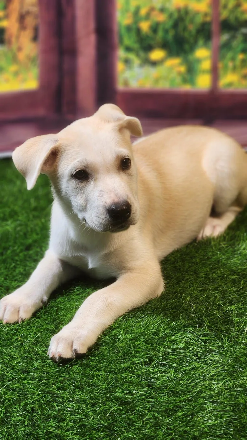 Honey Dg thumbnail 5