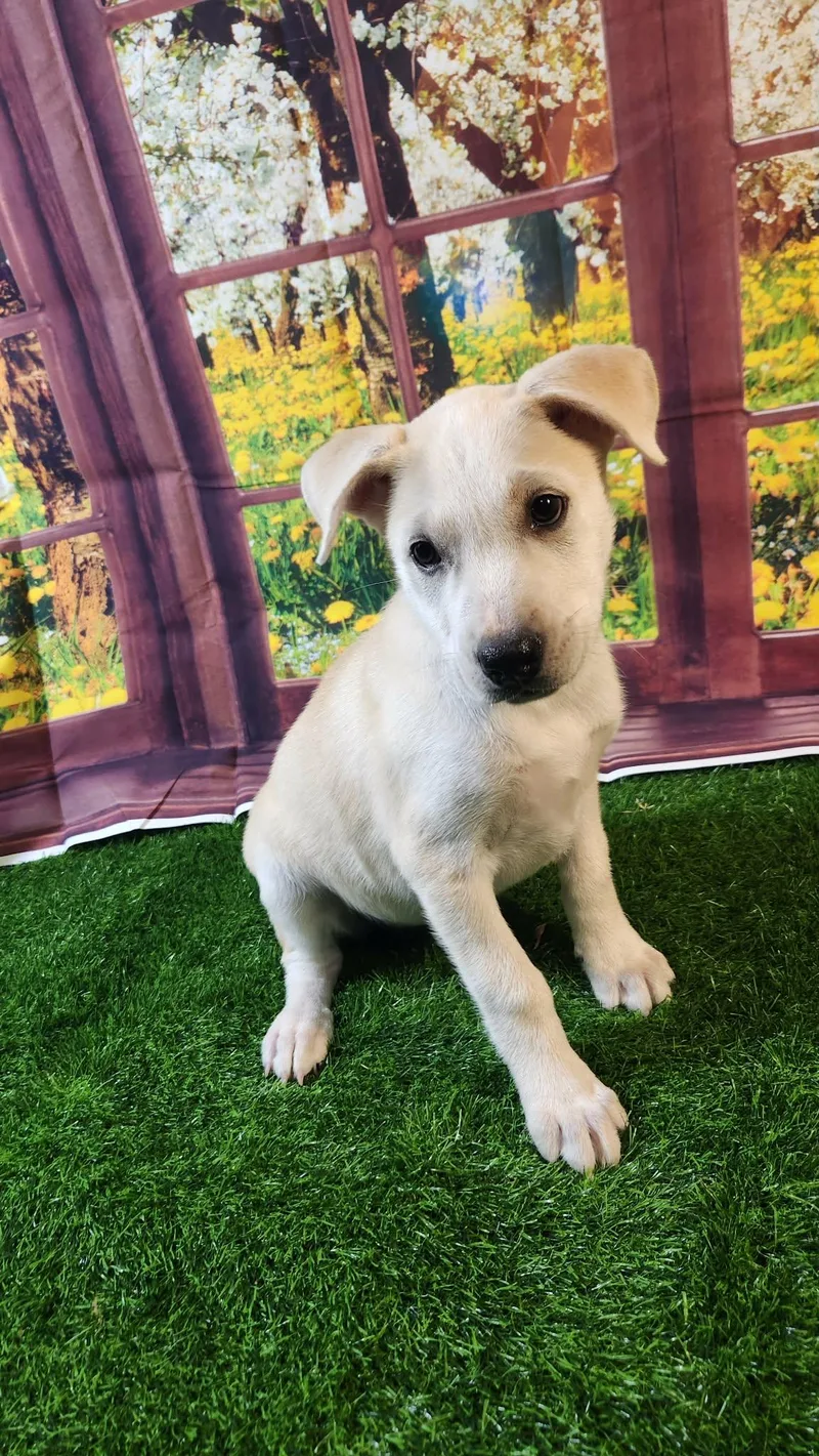 Honey Dg thumbnail 6