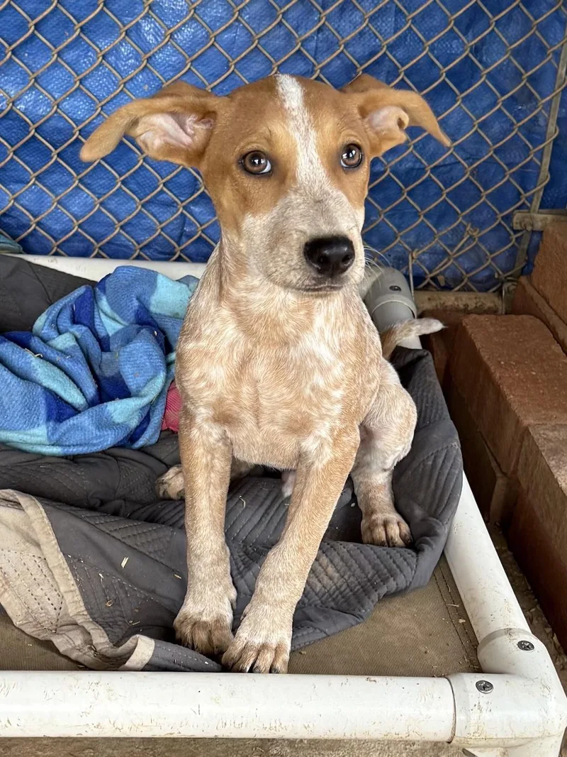 A baby medium-sized male Australian Cattle Dog / Blue Heeler dog named Dexter for adoption in Bedford, VA