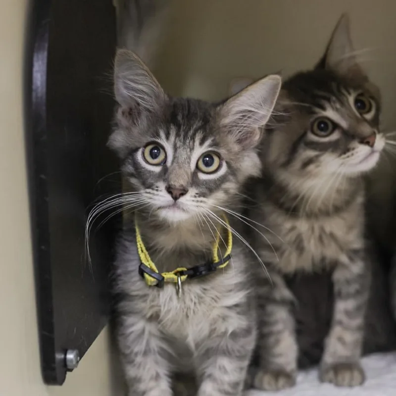 A baby small-sized male Gray / Blue / Silver Domestic Short Hair cat named Tiger for adoption in Los Angeles, CA
