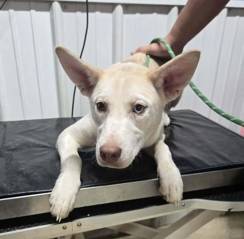 A young medium-sized female White / Cream Husky dog named Helga for adoption in Waverly, OH