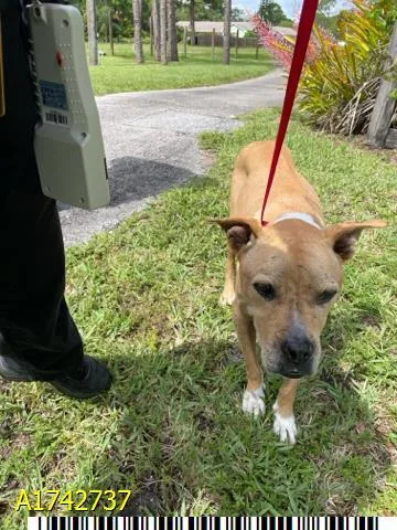A senior large-sized female Mixed Breed dog named Maxi for adoption in West Palm Beach, FL