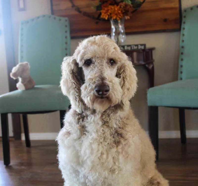 Bruno thumbnail 3