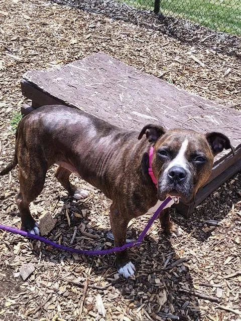 An adult medium-sized male Boxer dog named Arlo for adoption in Leesburg, VA