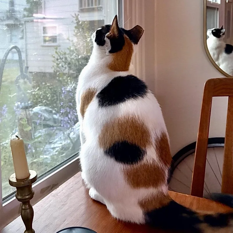 An adult medium-sized female Calico Domestic Short Hair cat named Seraphina for adoption in Springfield, OR