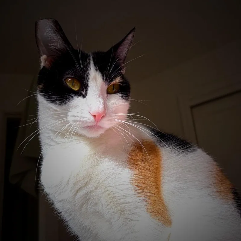 Seraphina thumbnail 5