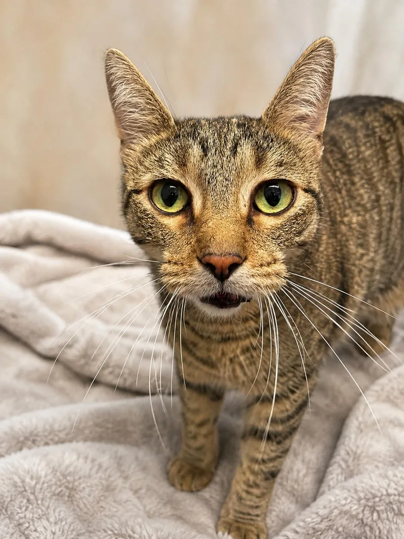 An adult medium-sized female Domestic Short Hair cat named Jasmine for adoption in Champaign, IL
