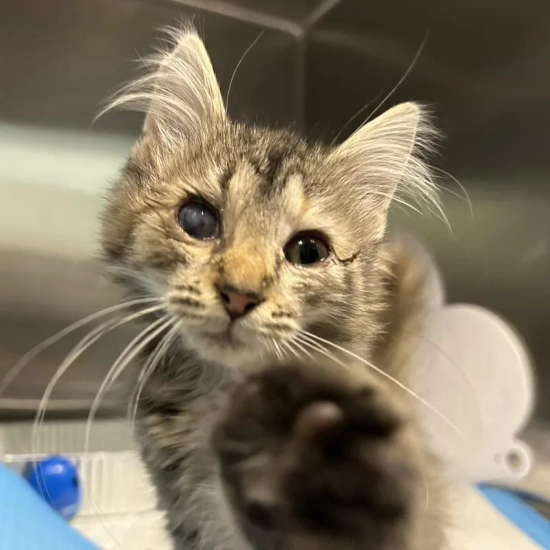 A baby small-sized female Gray / Blue / Silver Domestic Short Hair cat named Sardine for adoption in Greensboro, NC
