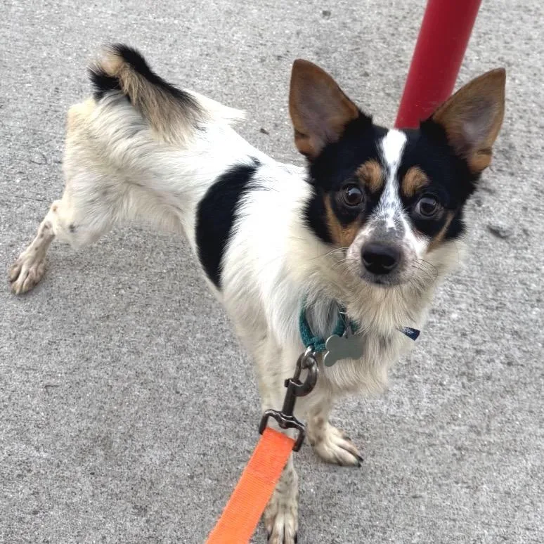 An adult small-sized male White / Cream Mixed Breed dog named Jack for adoption in Skokie, IL