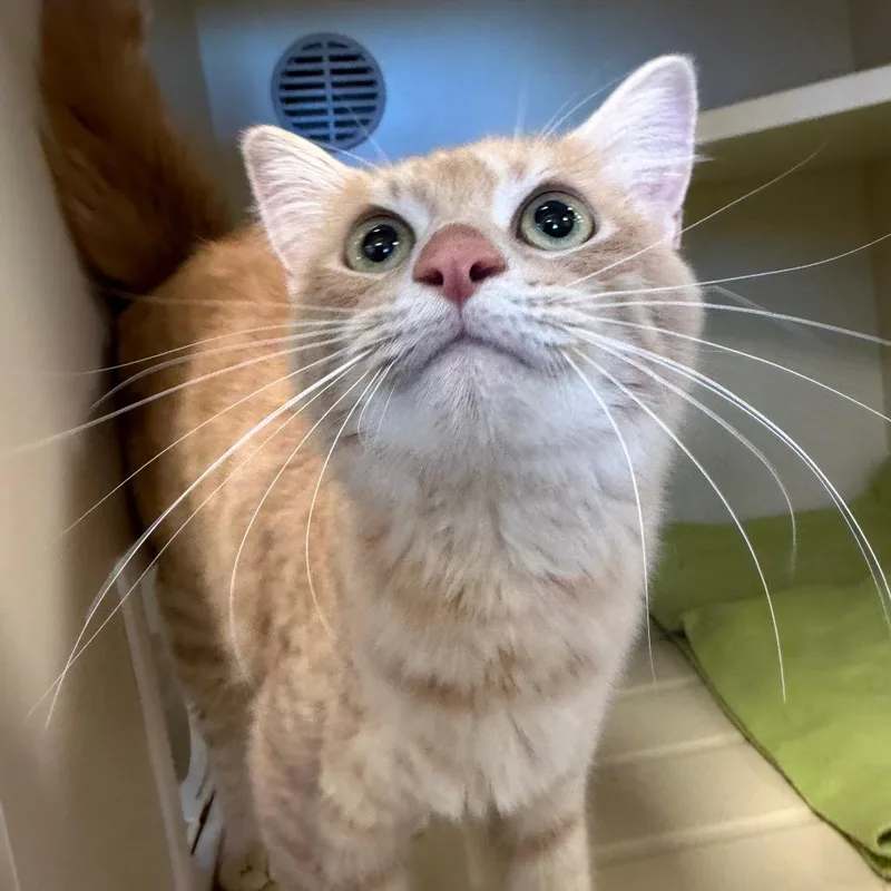 An adult medium-sized female Domestic Short Hair cat named Mulan for adoption in Cody, WY