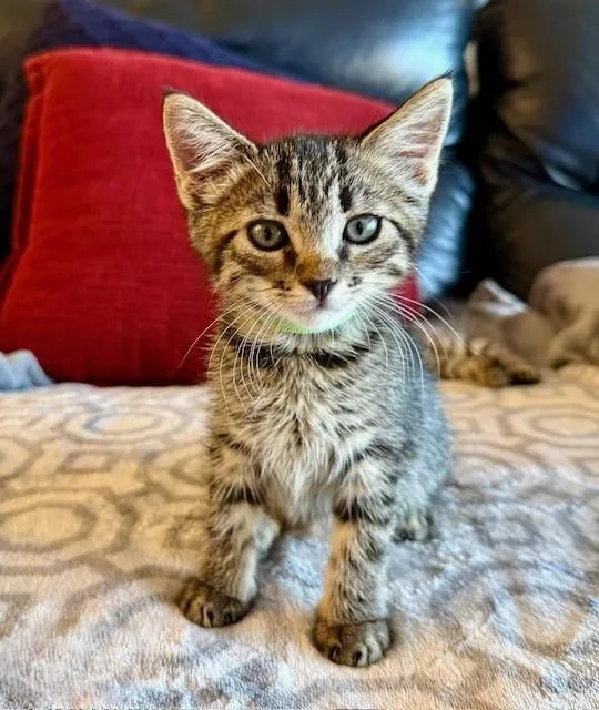 A baby small-sized male Domestic Short Hair cat named Bambi Green Collar for adoption in Tustin, CA