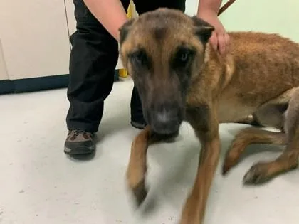 An adult small-sized female Belgian Shepherd / Malinois dog named Sheba for adoption in Savannah, GA