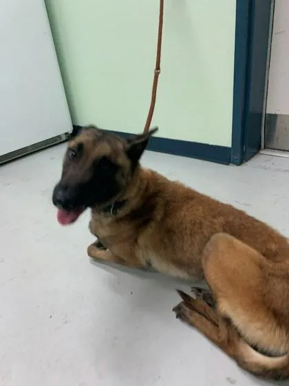 Sheba thumbnail 3
