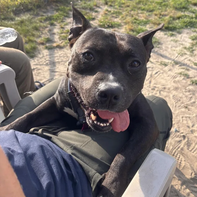 A young medium-sized male Black Pit Bull Terrier dog named Domino for adoption in Newark, NJ