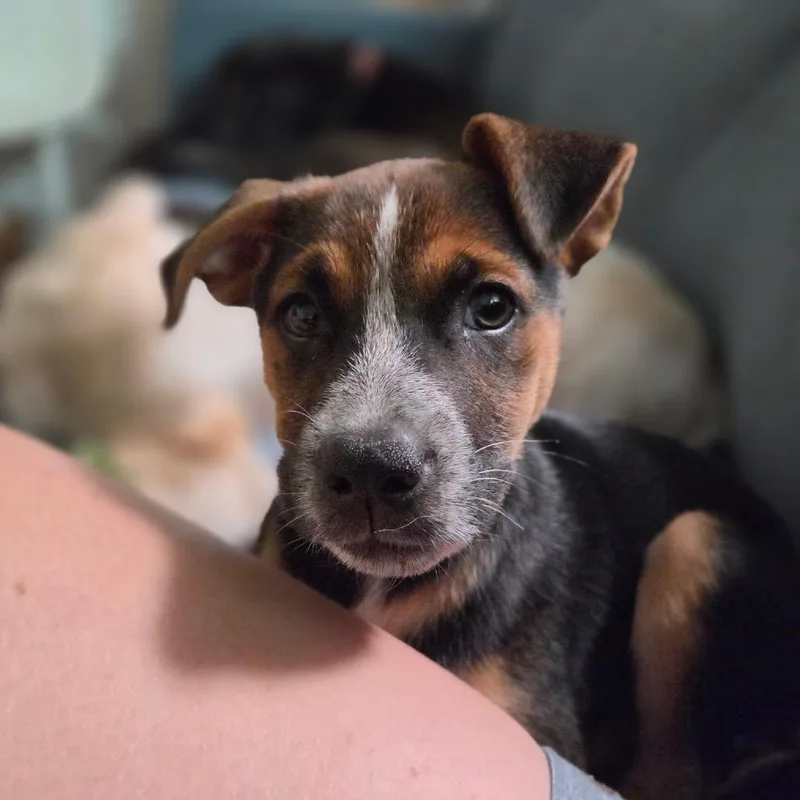 Charlie