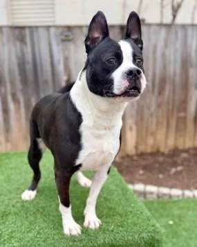 An adult large-sized male Terrier dog named Carlito for adoption in Washington, DC