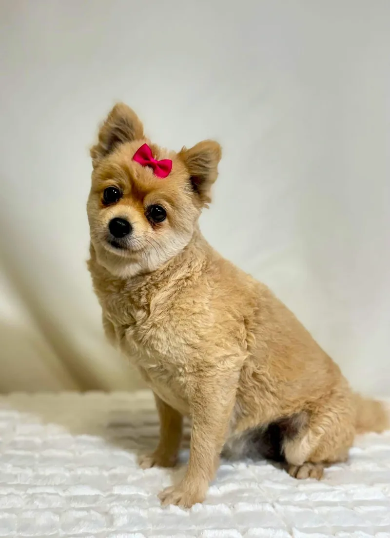 An adult small-sized female Pomeranian dog named Mayo for adoption in New Stanton, PA
