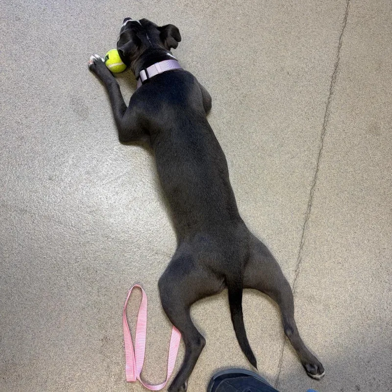 A young medium-sized female Gray / Blue / Silver Mixed Breed dog named Minnie for adoption in Fredericksburg, VA