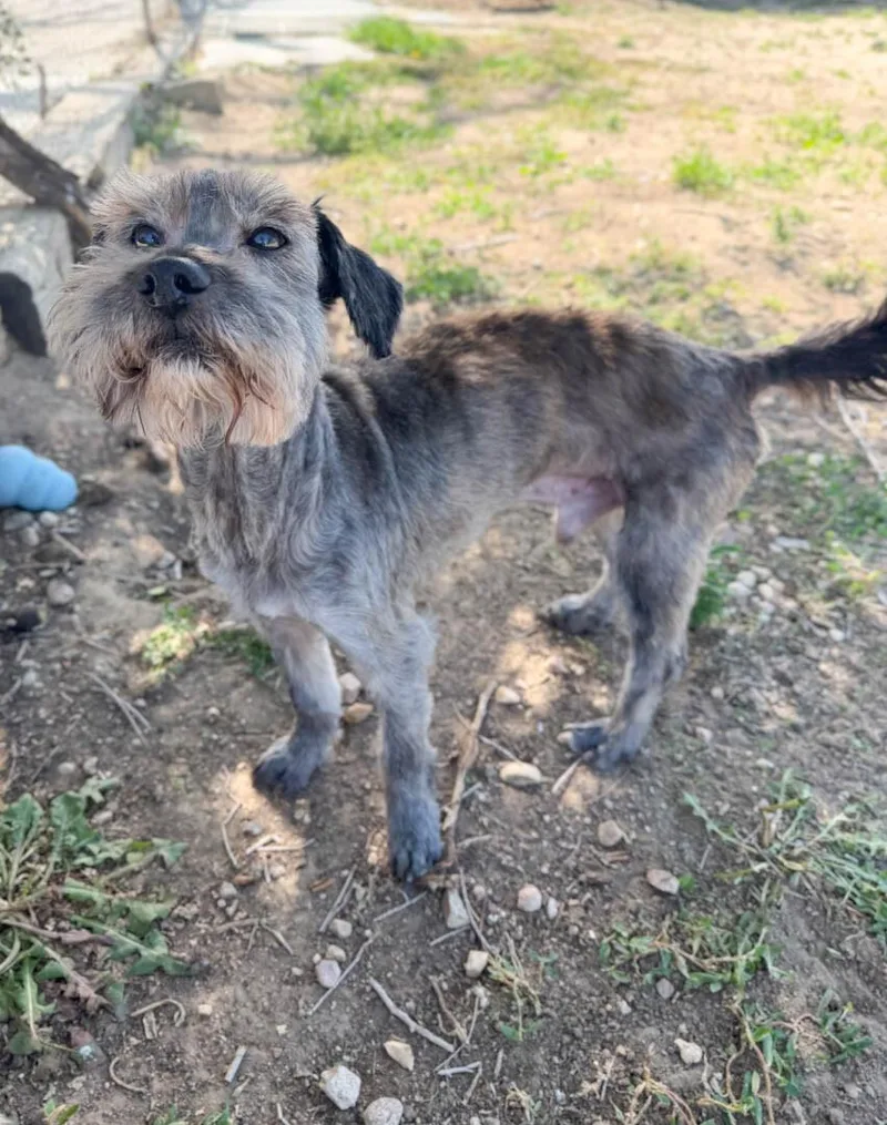 An adult small-sized male Miniature Schnauzer dog named Klaus for adoption in Windsor, CO