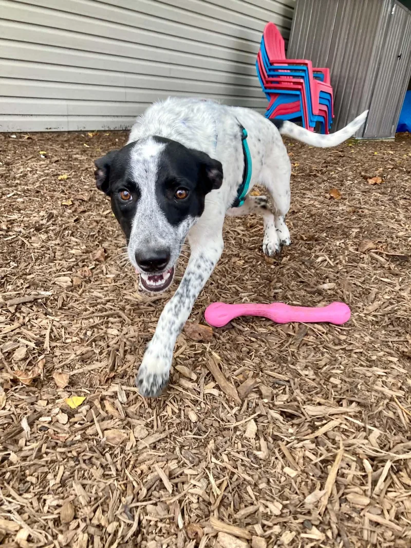 A young medium-sized male Black Australian Cattle Dog / Blue Heeler dog named Domino for adoption in Columbia, MO