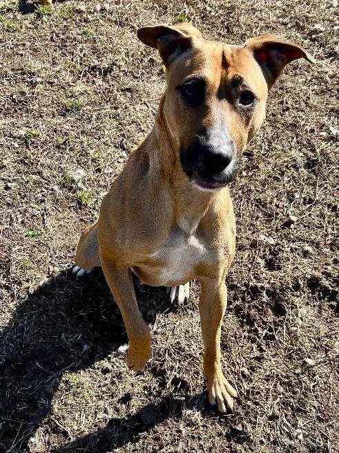 Penny Pops thumbnail 2