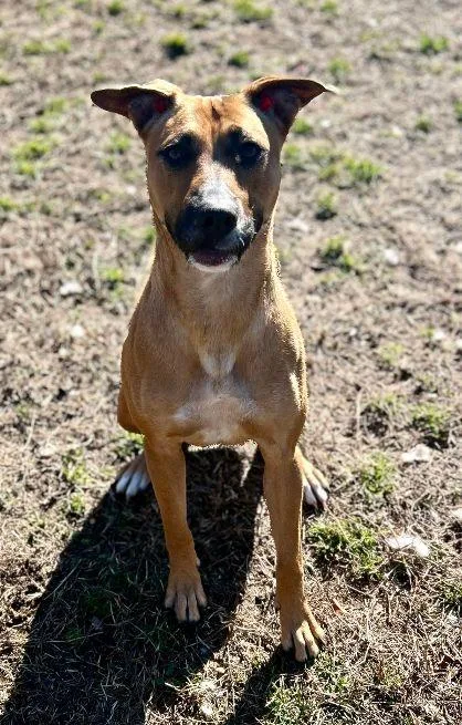 Penny Pops thumbnail 4