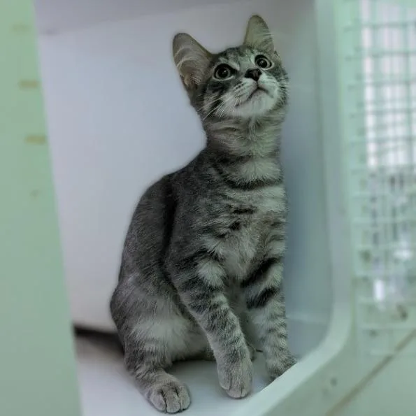 A baby small-sized male Domestic Short Hair cat named Freddy for adoption in League City, TX