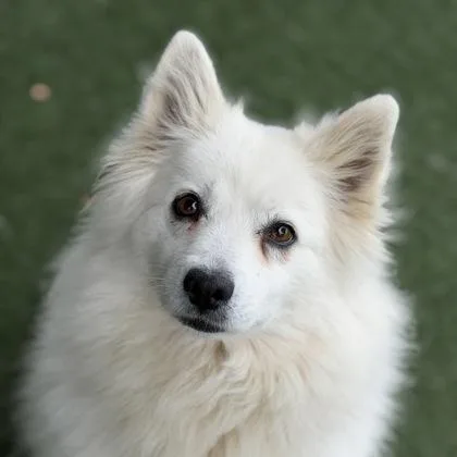 An adult small-sized female White / Cream American Eskimo Dog dog named Snow White for adoption in Sacramento, CA
