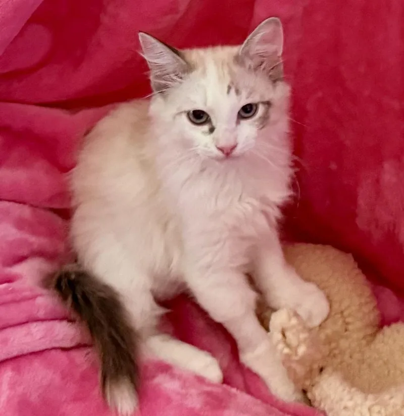 A baby small-sized female Domestic Long Hair cat named Frosted Flake for adoption in Calimesa, CA