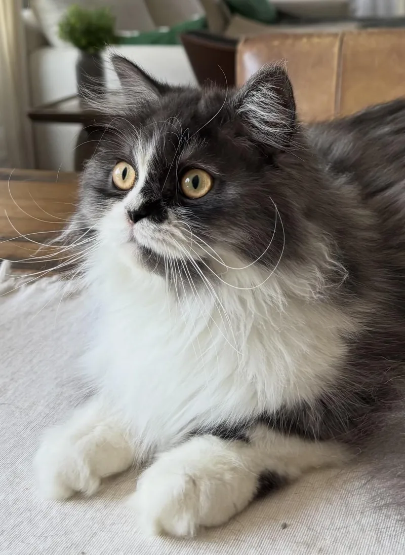 A young large-sized male Black & White / Tuxedo Persian cat named Churro for adoption in Allentown, NJ