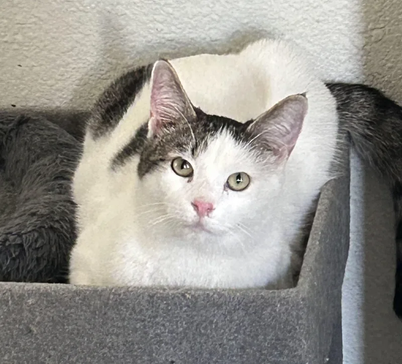 A baby medium-sized male Tabby (Gray / Blue / Silver) Domestic Short Hair cat named Tanner for adoption in Gilbert, AZ