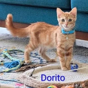 A baby medium-sized male Tabby (Orange / Red) Tabby cat named Dorito for adoption in Southern Pines, NC