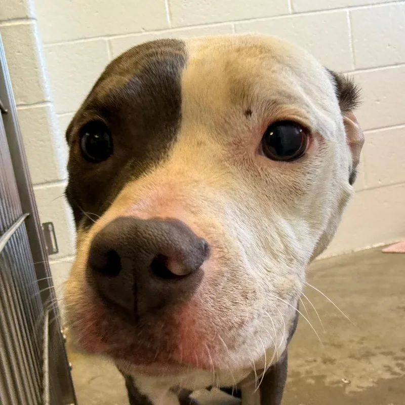 Clementine thumbnail 2