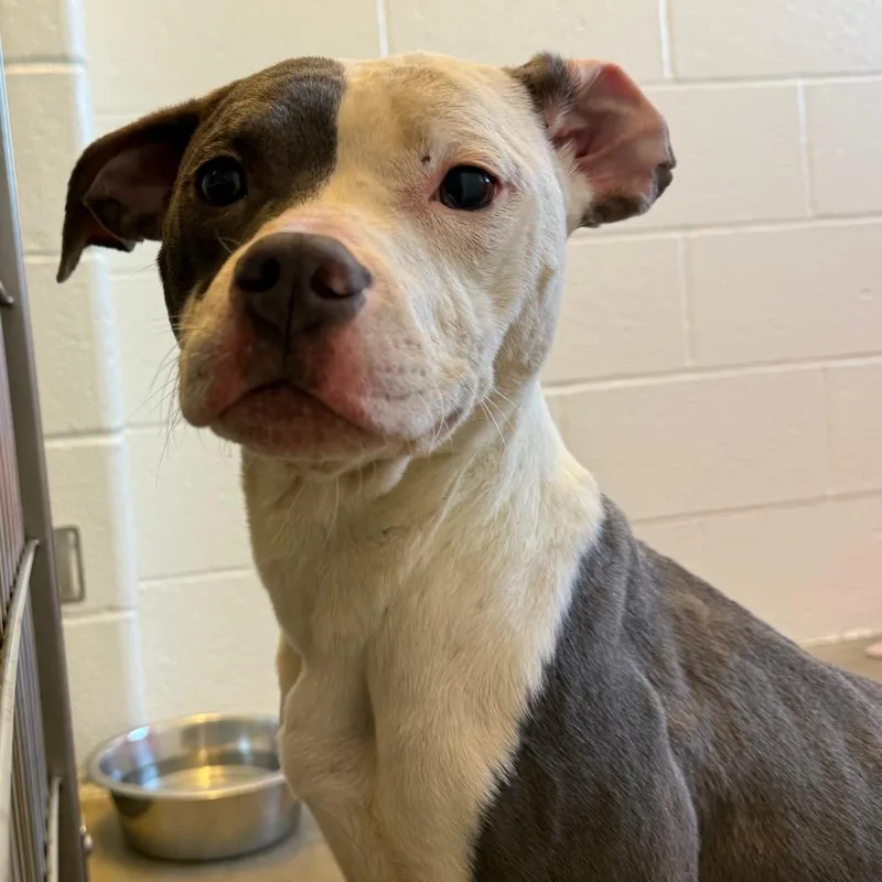 Clementine thumbnail 3