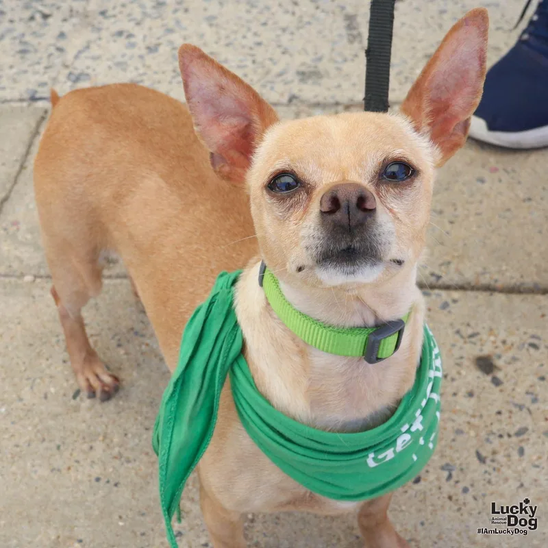 A young small-sized female Chihuahua dog named Burrito for adoption in Washington, DC