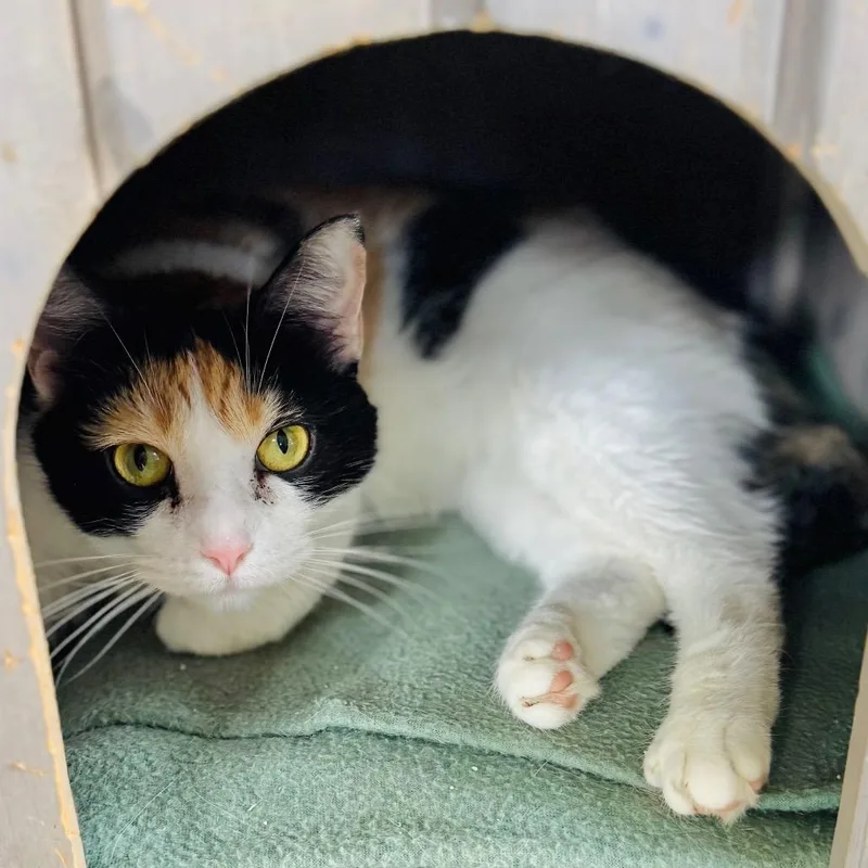An adult medium-sized female Calico Domestic Short Hair cat named Strawberry for adoption in Brownsboro, AL
