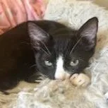 A young small-sized male Black & White / Tuxedo Domestic Short Hair cat named Sanchez [bonded With Spring] for adoption in Benicia, CA