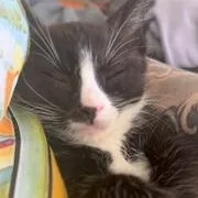 Sanchez [bonded With Spring] thumbnail 2