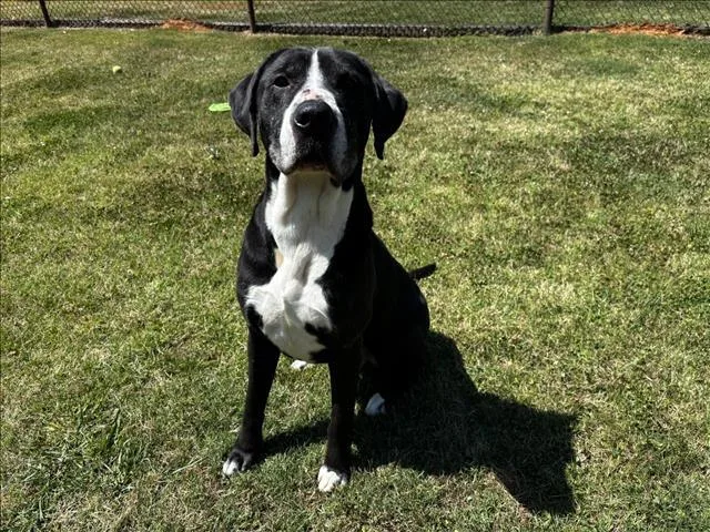 Rex